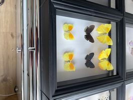 6 Schmetterlinge in Schaukasten