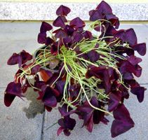 XL 20 cm ↕️  Zimmerklee OXALIS " Schmetterling Bordeaux" 🌱