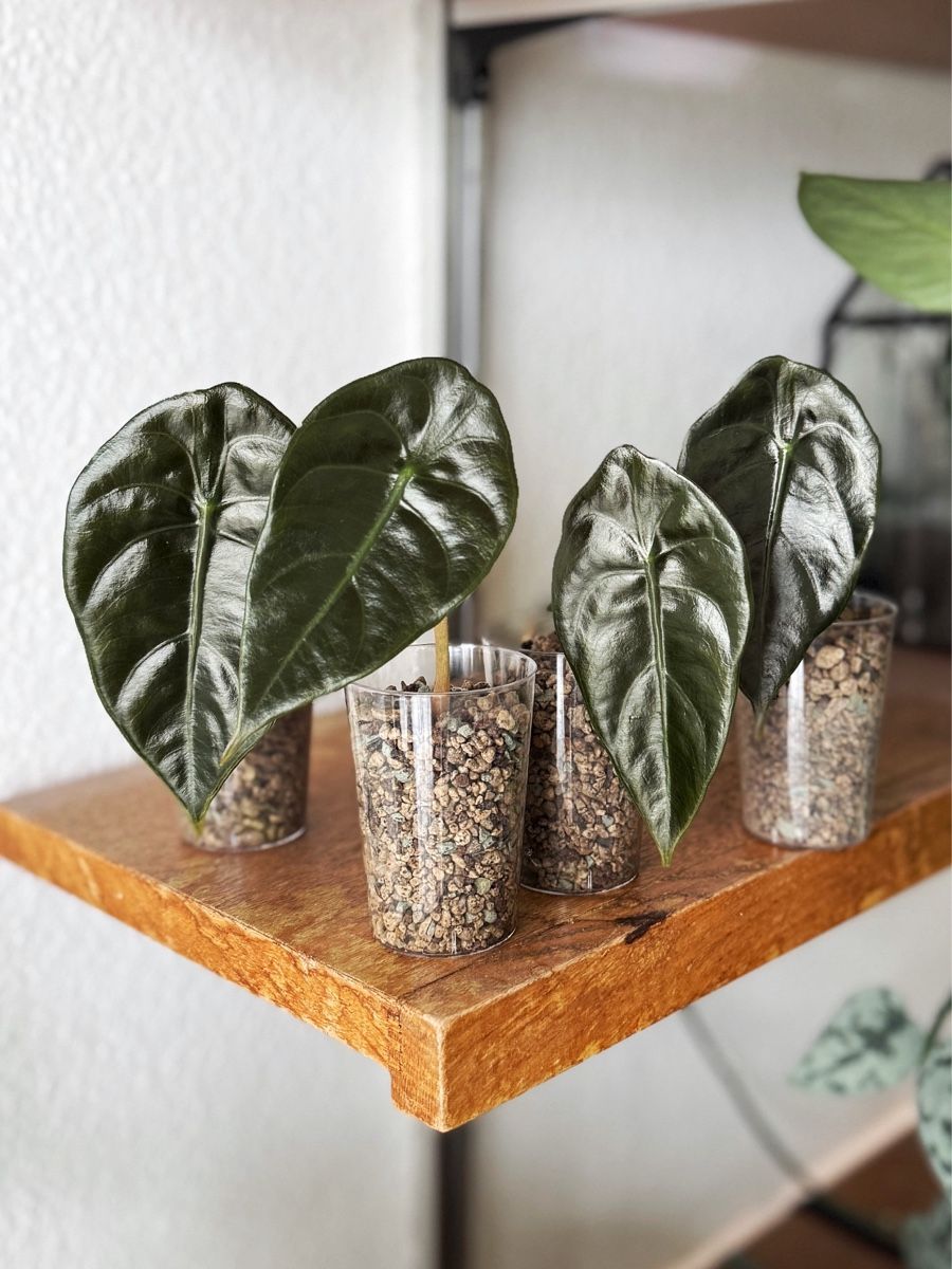 Piante & sementi: Alocasia Sedenii – Nuovo (secondo la descrizione) da Bern venduto da Lucas_Ma