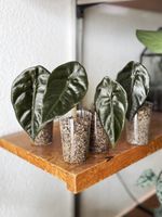 Alocasia Sedenii