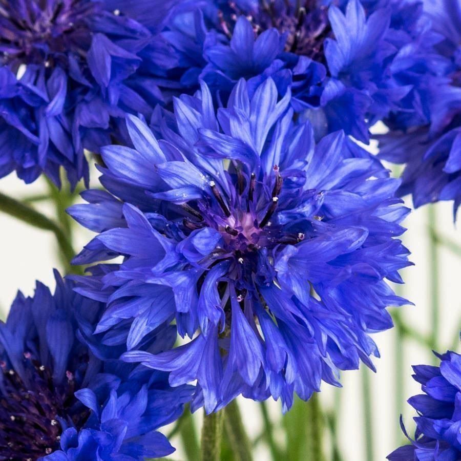Pflanzen & Samen: 200 Samen Kornblume BLUE BOY – Neu (gemäss Beschreibung) aus Ehrendingen von VerveinaSamen 2
