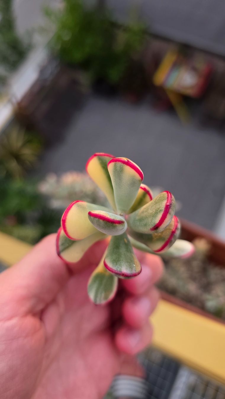 Piante & sementi: Sukkulente Cotyledon flaganii variegata – Nuovo (secondo la descrizione) da Zürich venduto da The_Plant_Wizard 2