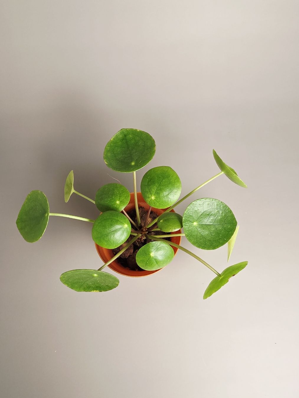 Piante & sementi: Ufopflanze / Pilea peperomioides #3 – Nuovo (secondo la descrizione) da Gerolfingen venduto da Azora 1