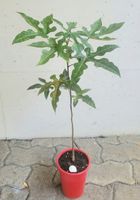 Brachyiton Acerifolias, Flaschenbaum, Glücksbaum, 70cm