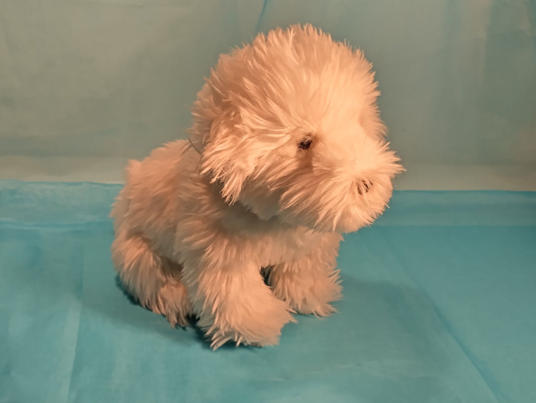Giocattoli: Scottish Terrier, Plüsch, 30cm – Usato da Bellach venduto da JingleCherry 3