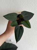 Anthurium Mr. Worldwide X Zara × (Michelle × Zara)