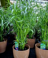 XL Zimmerpflanze "Cyperus alternifolius", H 60-80 cm