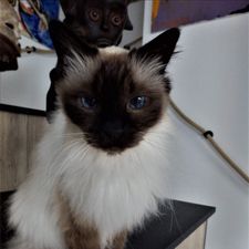 Profile image of deux-matous