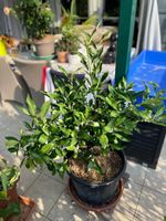 Calamondin Zitruspflanze