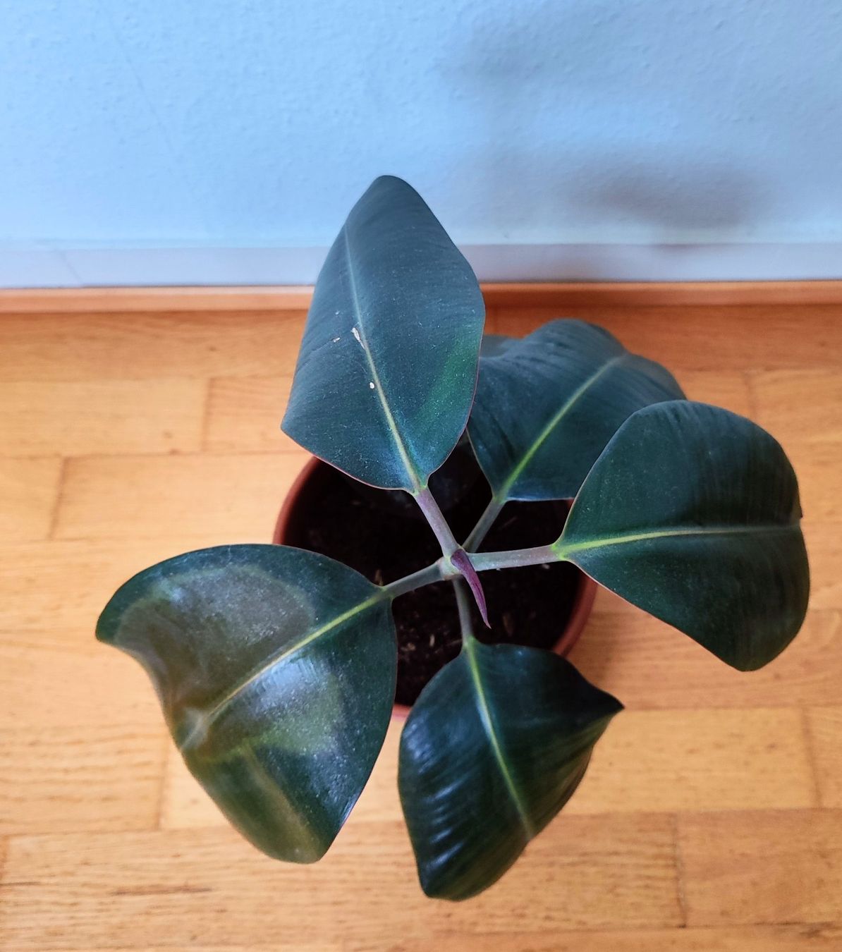 Plantes & graines: Ficus Elastica – 54 cm avec pot – D'occasion à Carouge GE par for_8yym 2