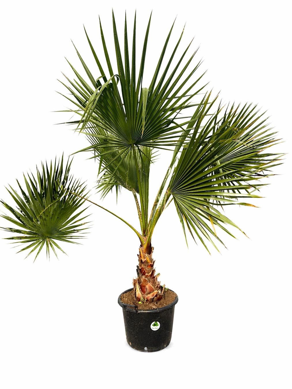 Plantes & graines: Washingtonia robusta - Versand möglich – Neuf avec emballage d'origine à Zuckenriet par Thur_Plant