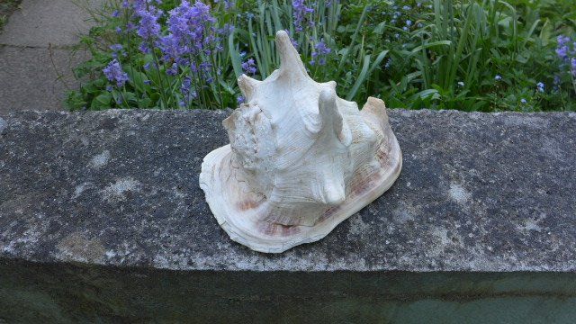 Fossili: Grosse Schnecke Muschel. Cassis Cornuta. – Usato da Zürich venduto da inf_gt6t 7