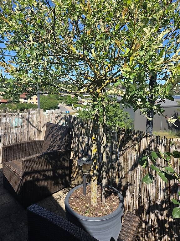 Plantes & graines: Salix gross / Baum Stamm – D'occasion à Höri par fab_w7p5 1