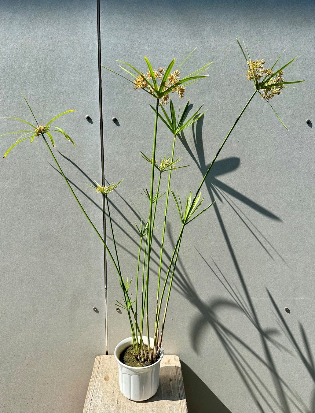 Plantes & graines: PAPYRUS STECKLING – D'occasion à Zürich par NIKI777 1