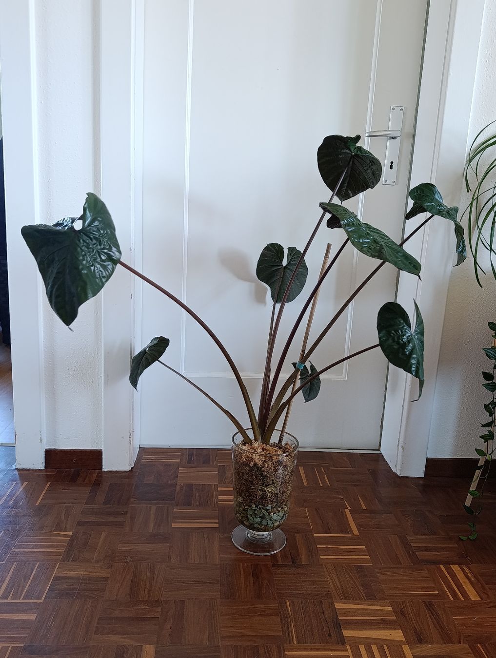 Piante & sementi: Alocasia Serendipity pink variegata – Usato da Baar venduto da L.isa28 1