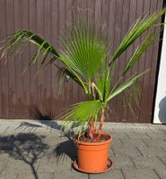 Tolle Washington Palme