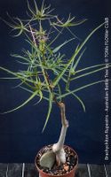 Brachychiton Rupestris - 80cm australischer Flaschenbaum