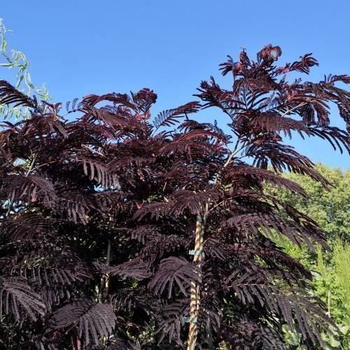 Albizia julibrissin chocolate PLANTE | Kaufen auf Ricardo