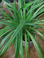 Pflanze Schraubenbaum