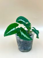 Syngonium wendlandii