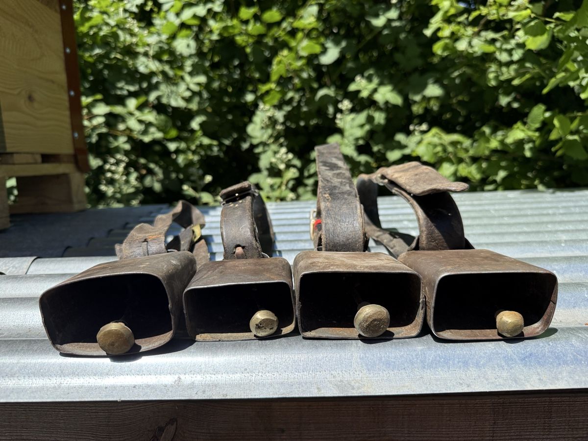 Campanacci mucche: Schönes ASM Nr. 1 & 2 Set – Usato da Sargans venduto da foxtrading 5