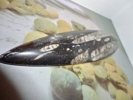 Orthoceras