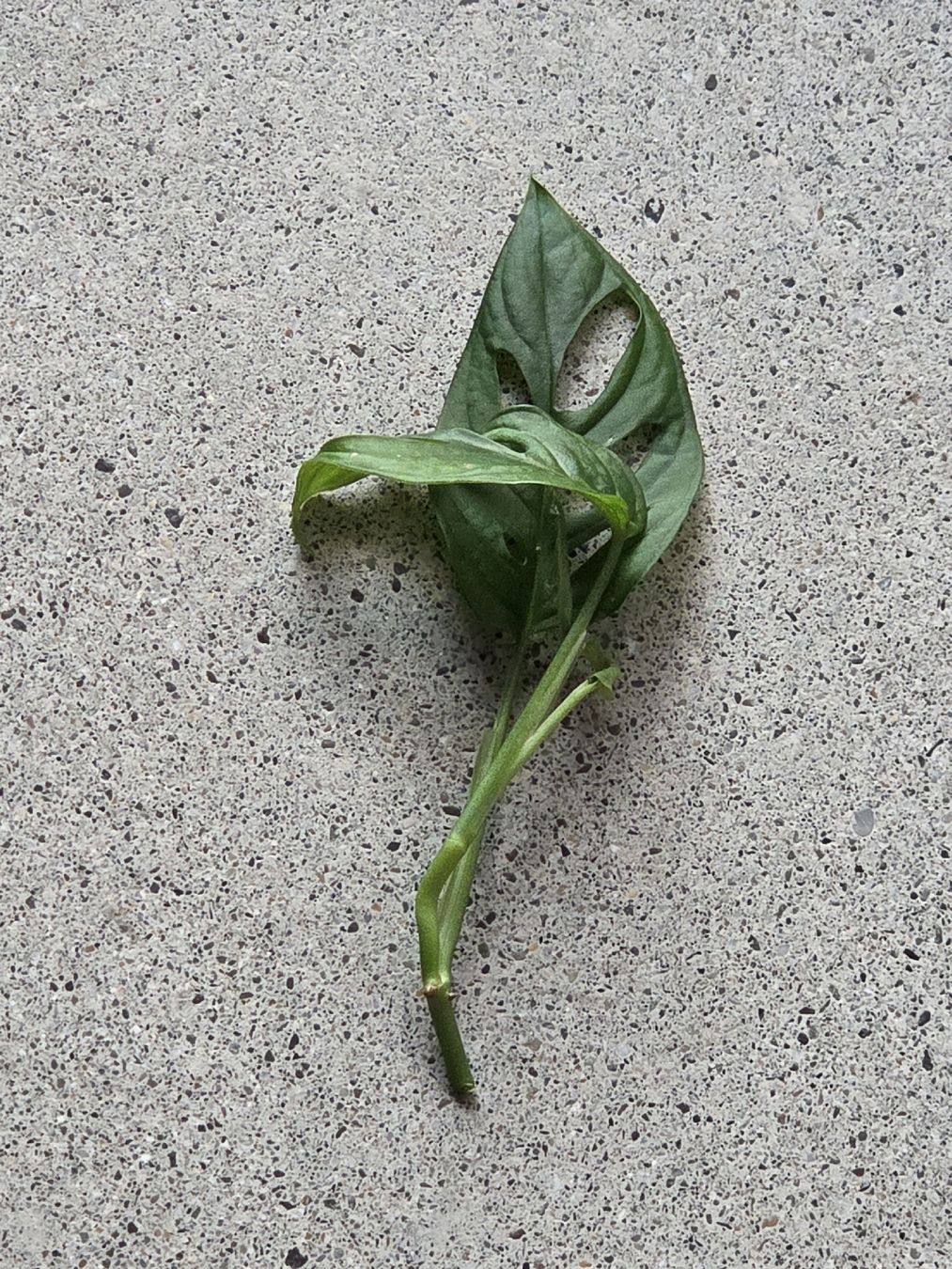 Pflanzen & Samen: Monstera Adansonii Steckling – Gebraucht aus Frauenfeld von Schenken-mit-Herz