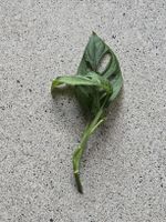 Monstera Adansonii Steckling