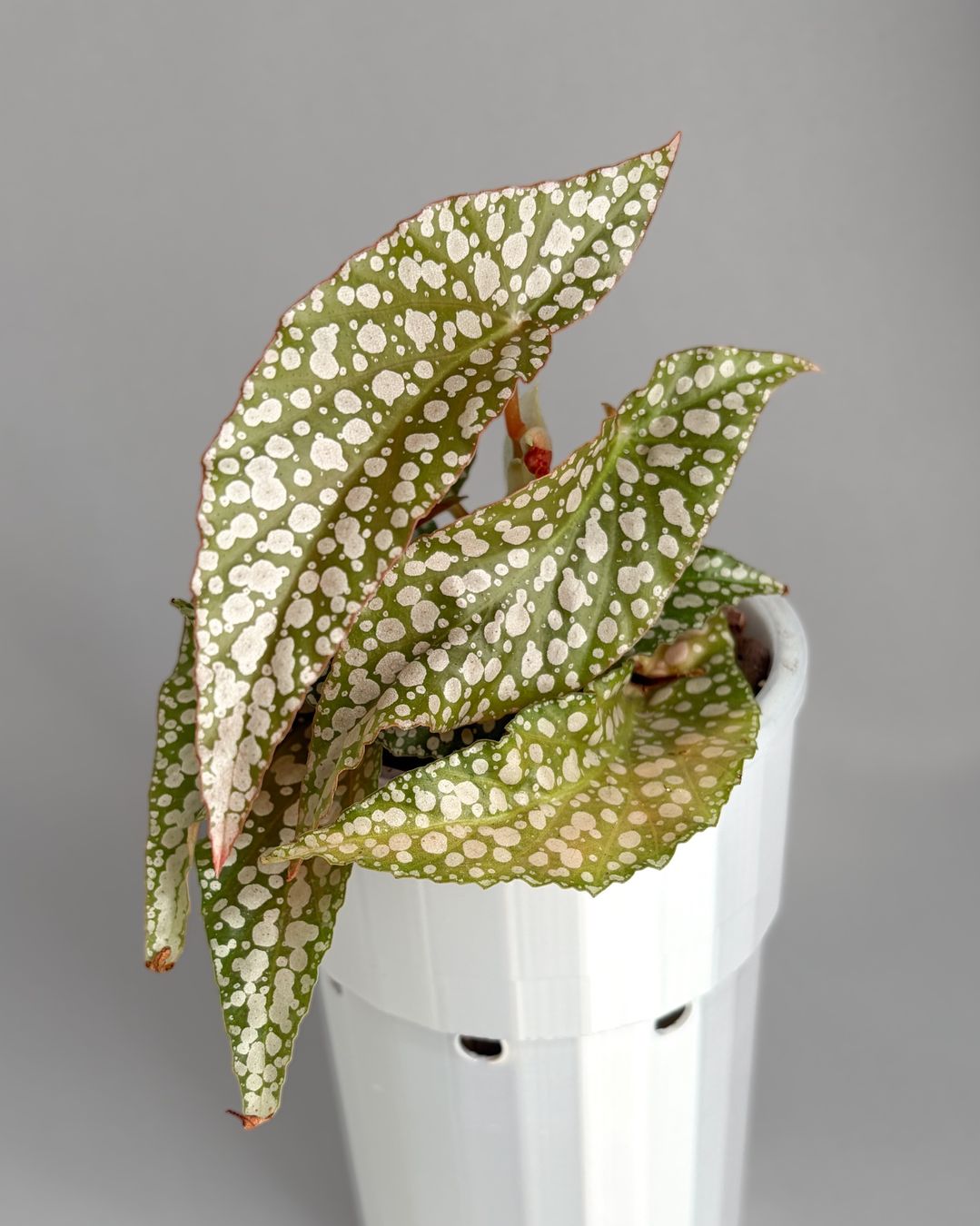 Plantes & graines: Begonia Maculata Double Dot – Neuf (Voir description) à Seuzach par ani_ma