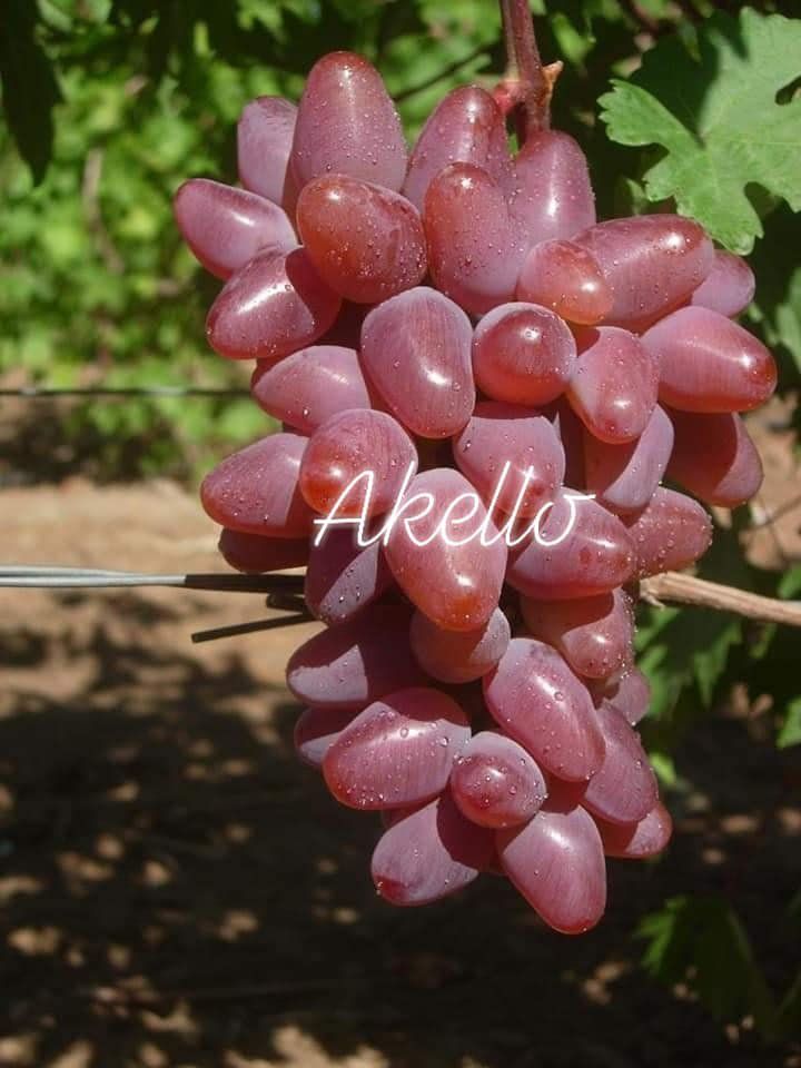 Vigne - Raisin de collection AKELLO ( bouture ) (Neu (gemäss ...