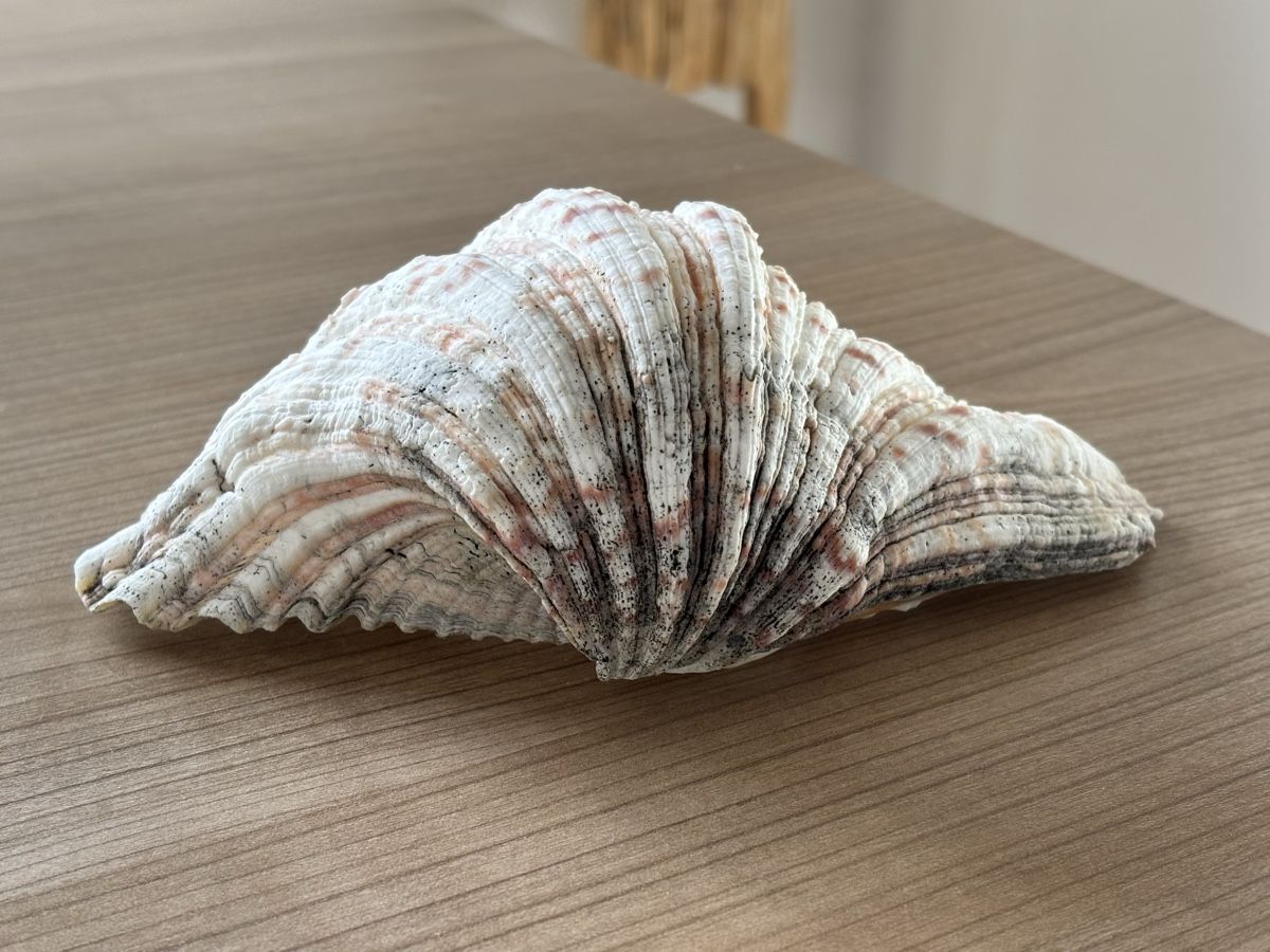 Fossilien: Grosse Muschel - 19,5cm - Windlicht – Gebraucht aus Jona von Sid100 4