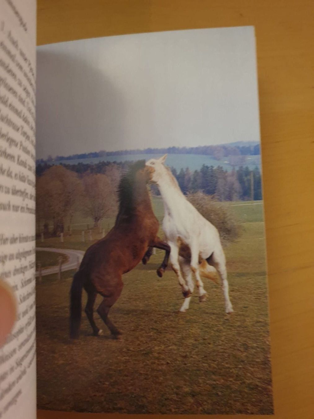 Libri: Kleine Pferdegeschichten – Usato da Langnau am Albis venduto da jer_pm72 5