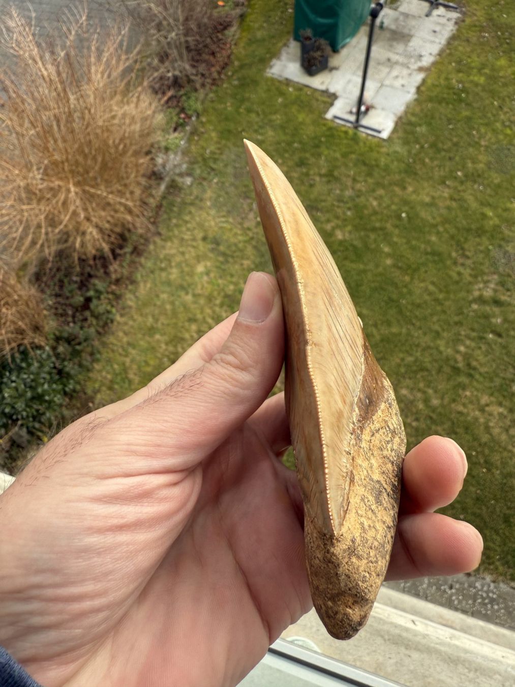 Fossili: Top Megalodon Zahn Indonesien – Usato da schüpfen venduto da rica122 2