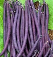 Haricot Nain PURPLE KING  150g