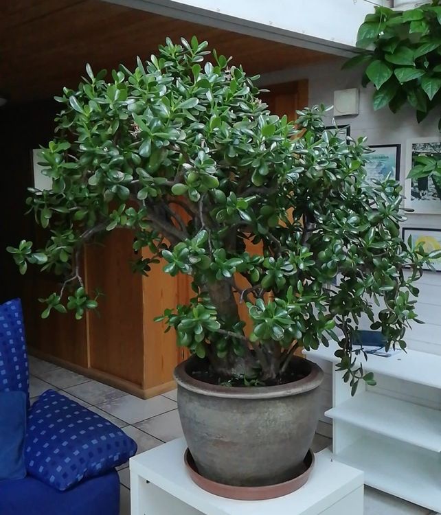 Erstaunlich Geldbaum Gross Kaufen Bilder