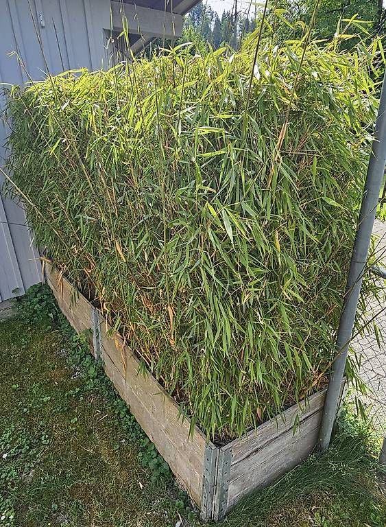 Pflanzen & Samen: Schöner Gartenbambus winterhart – Gebraucht aus Sennhof von Zanilio