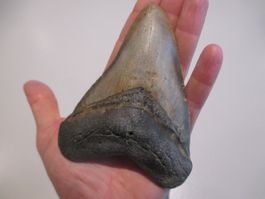 StarRecordsGmbH: Megalodon-Zahn / 12,7 cm / mit Zertifikat