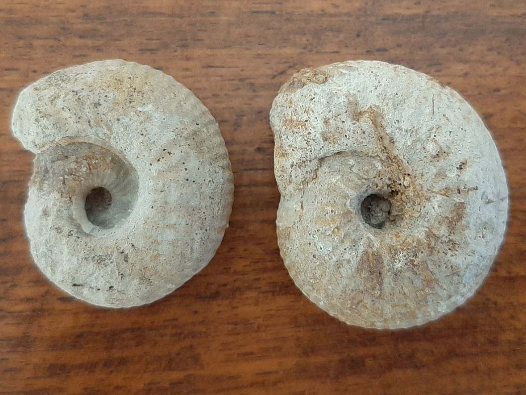 Fossili: Ammoniten Normandie – Usato da Rickenbach BL venduto da Oktober68 2