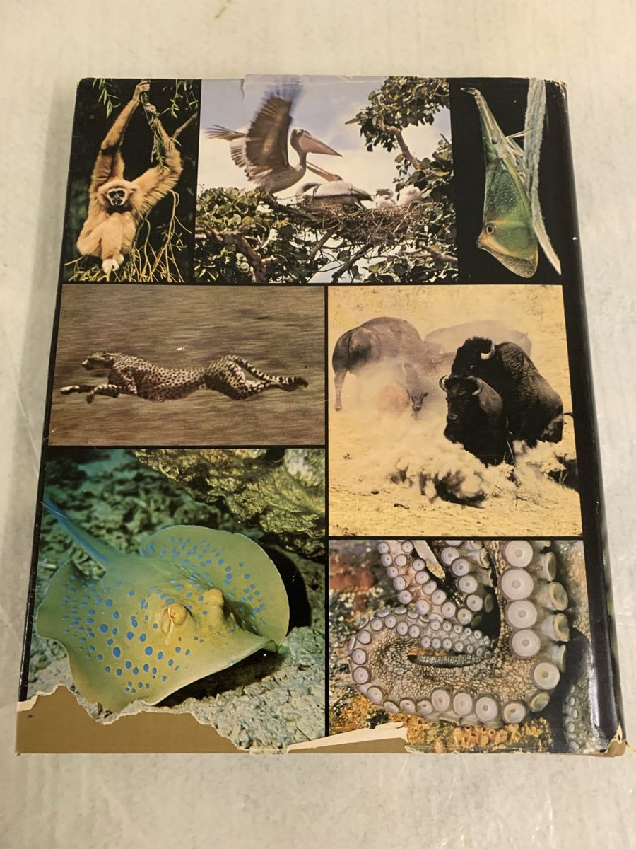 Libri: Tiere in ihrer Welt - Illustriertes Buch – Nuovo (secondo la descrizione) da Erlenbach ZH venduto da Ritschly 2