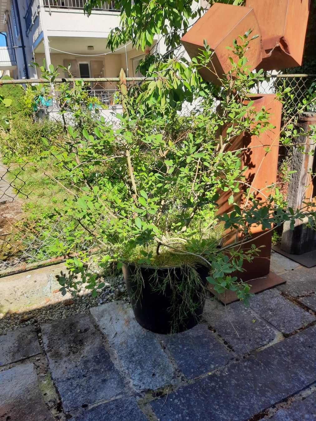 Plantes & graines: Weide – D'occasion à Arbon par torso444