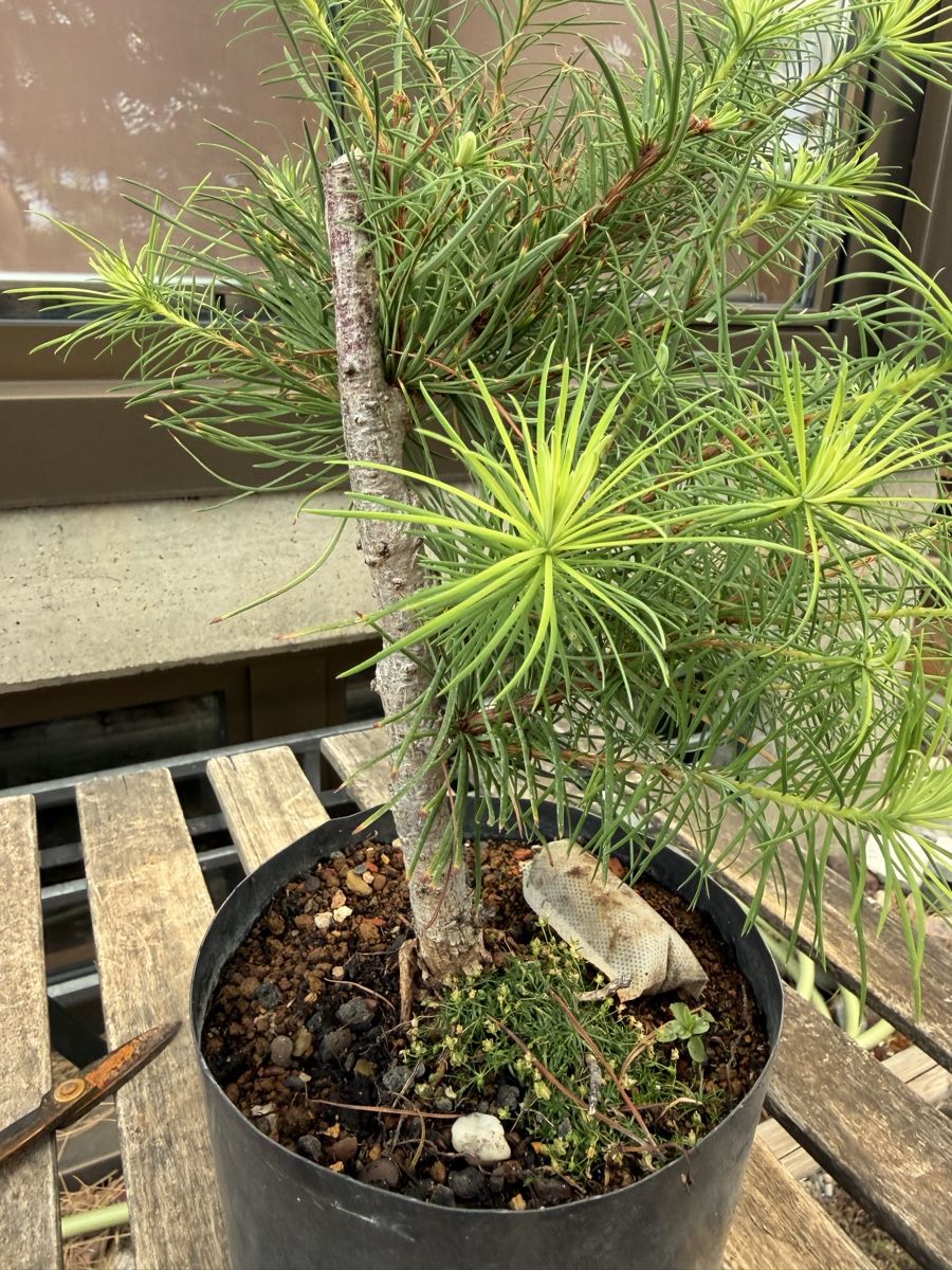 Piante & sementi: Larix kaempferii Bonsai Rohmaterial – Usato da Suhr venduto da BonsaiGutzi 1