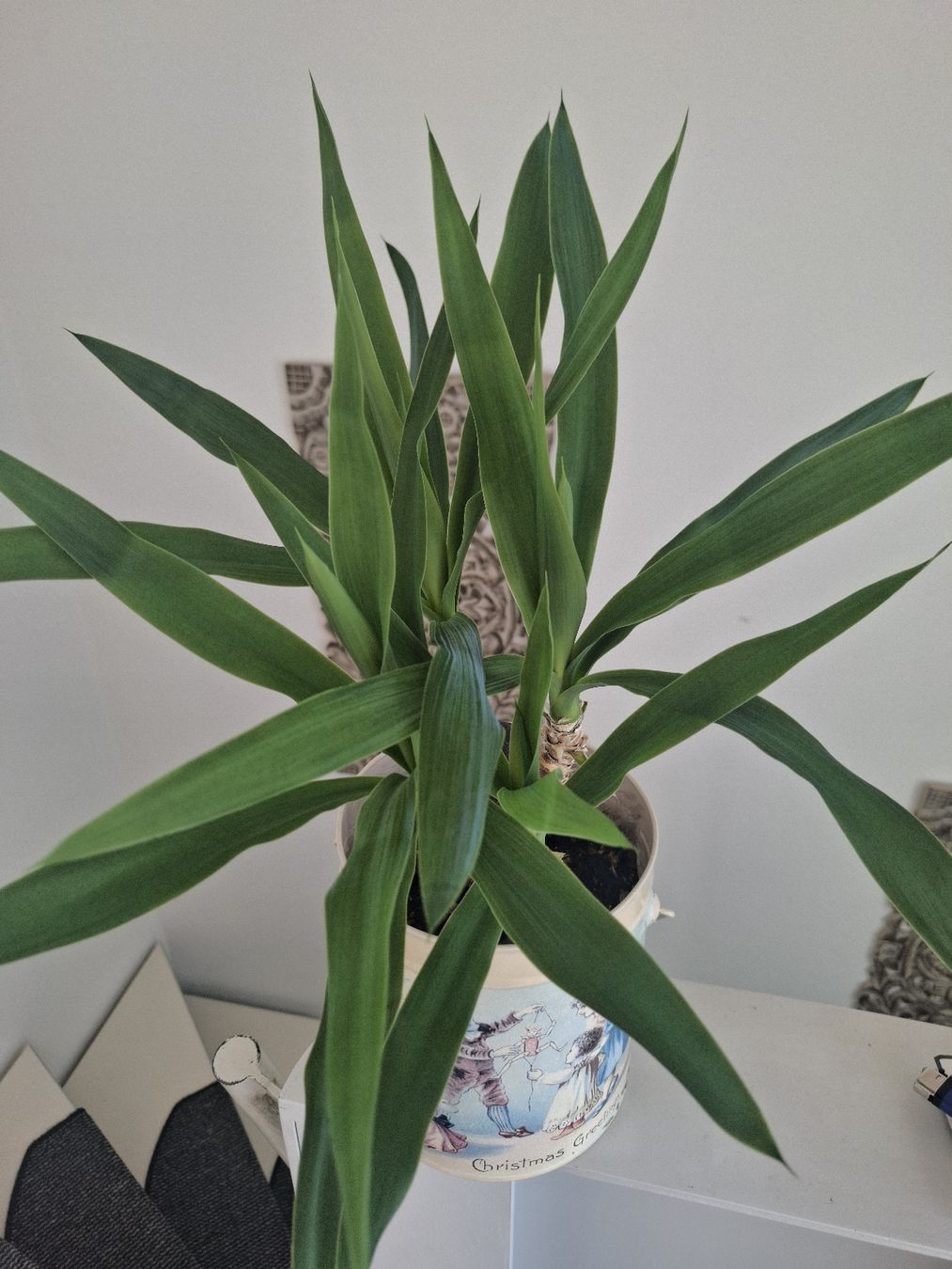 Pflanzen & Samen: Yucca-Palme – Gebraucht aus Lausen von Devin- 2