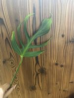 Stammsteckling Monstera BMF🌿