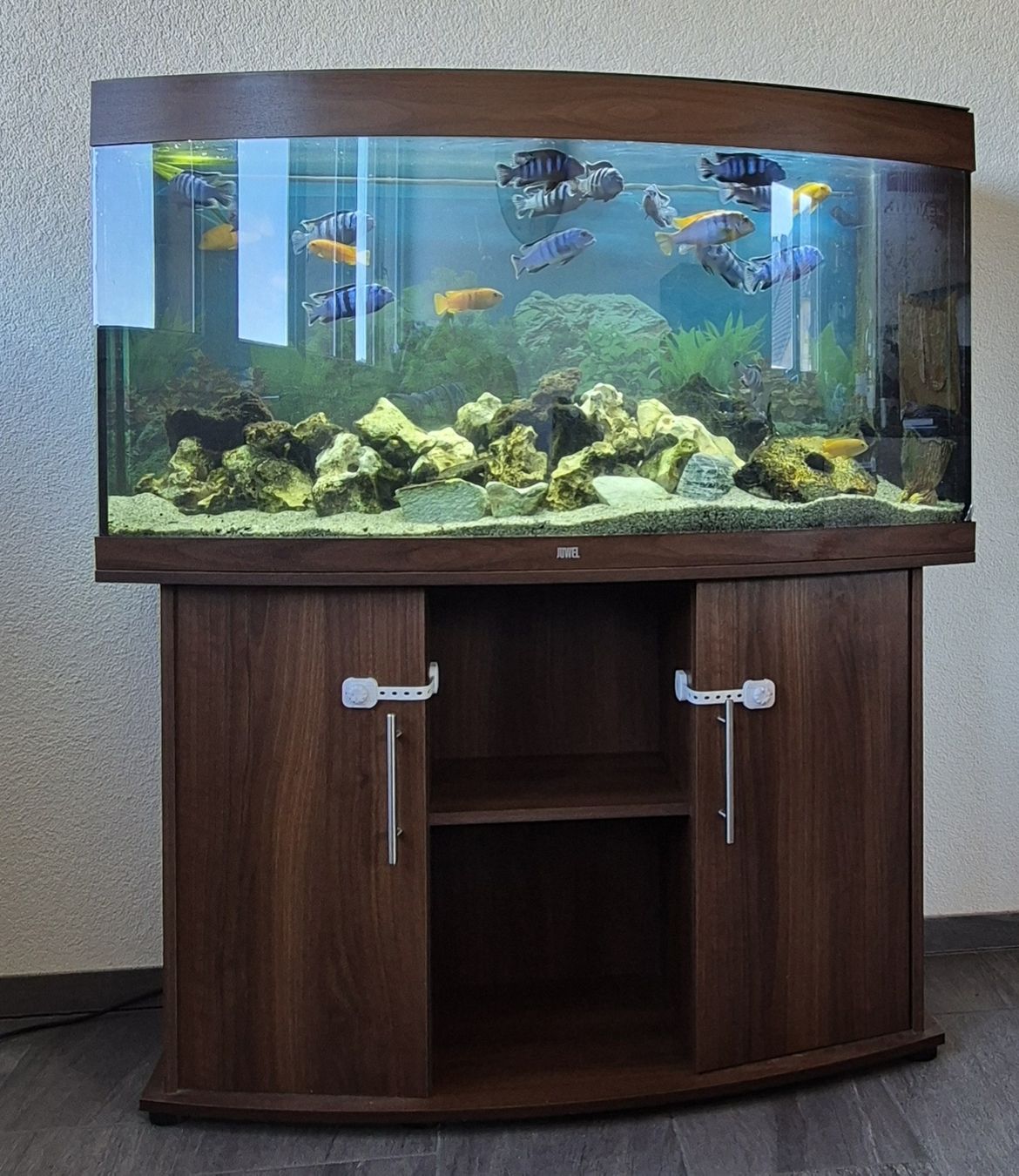 Juwel Acquari: Gebrauchtes Aquarium mit Fische. – Usato da Wattenwil venduto da claudia_spreng 1