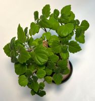 Plectranthus*****