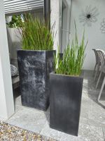 Pflanzkübel-Set, bepflanzt mit japanischem Blutgras