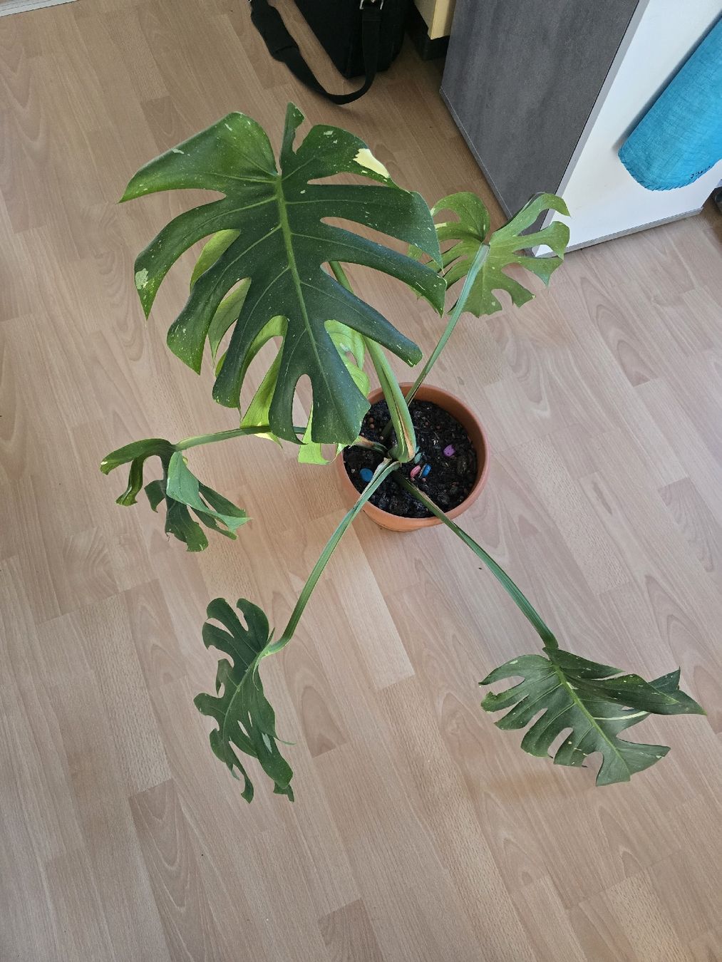 Piante & sementi: Thai Monstera Constellation – Usato da Biberist venduto da Giveme 2