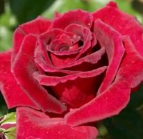 Rose Theahybrid "TRANDAFIR" Farbe: BLUTROT (Stamm mit 50 cm)