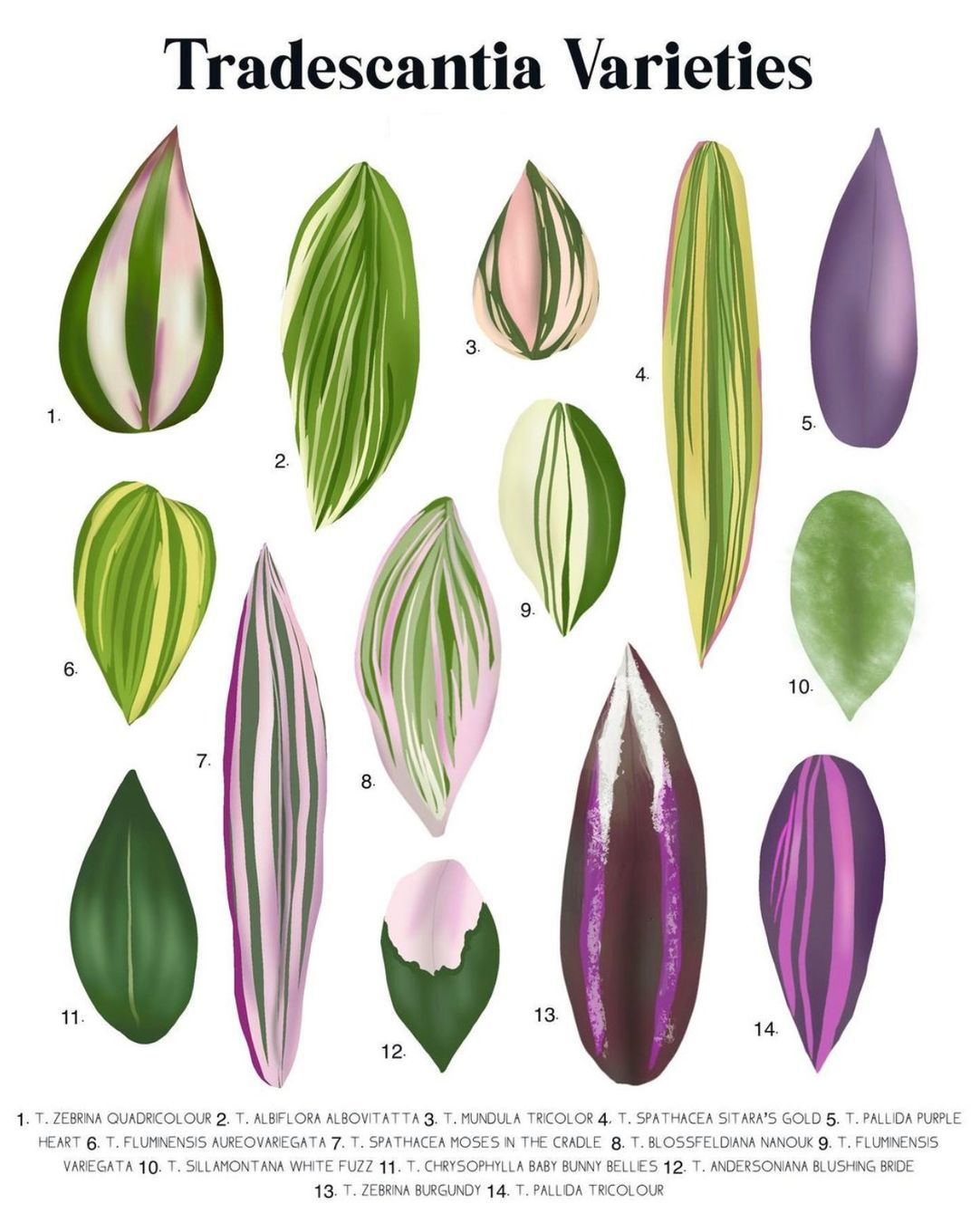 Piante & sementi: Tradescantia fluminensis variegata – Nuovo (secondo la descrizione) da Winterthur venduto da Aniger 8
