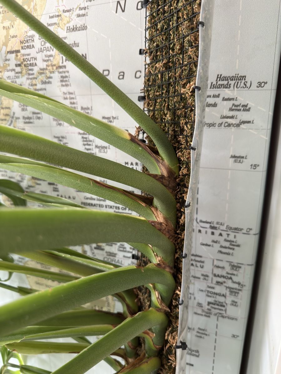 Piante & sementi: Monstera Epipremnoides (Esqueleto) – Usato da Morlon venduto da lucius.greenery 3